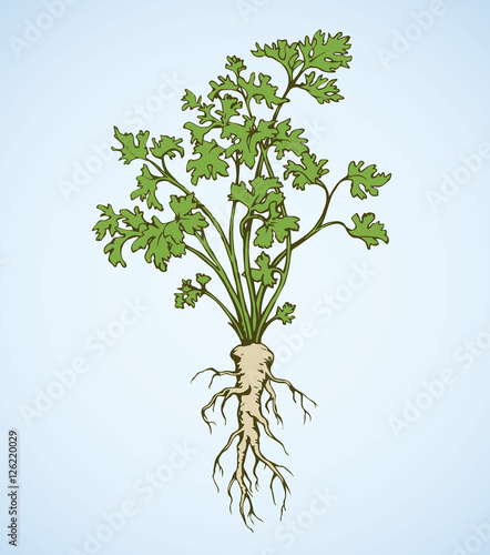 Parsley. Vector drawing
