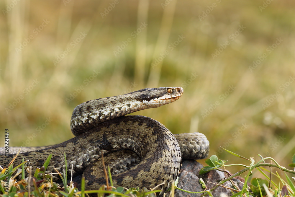 Fototapeta premium female common adder ready to strike