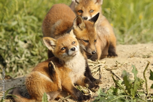 family of foxes near the den