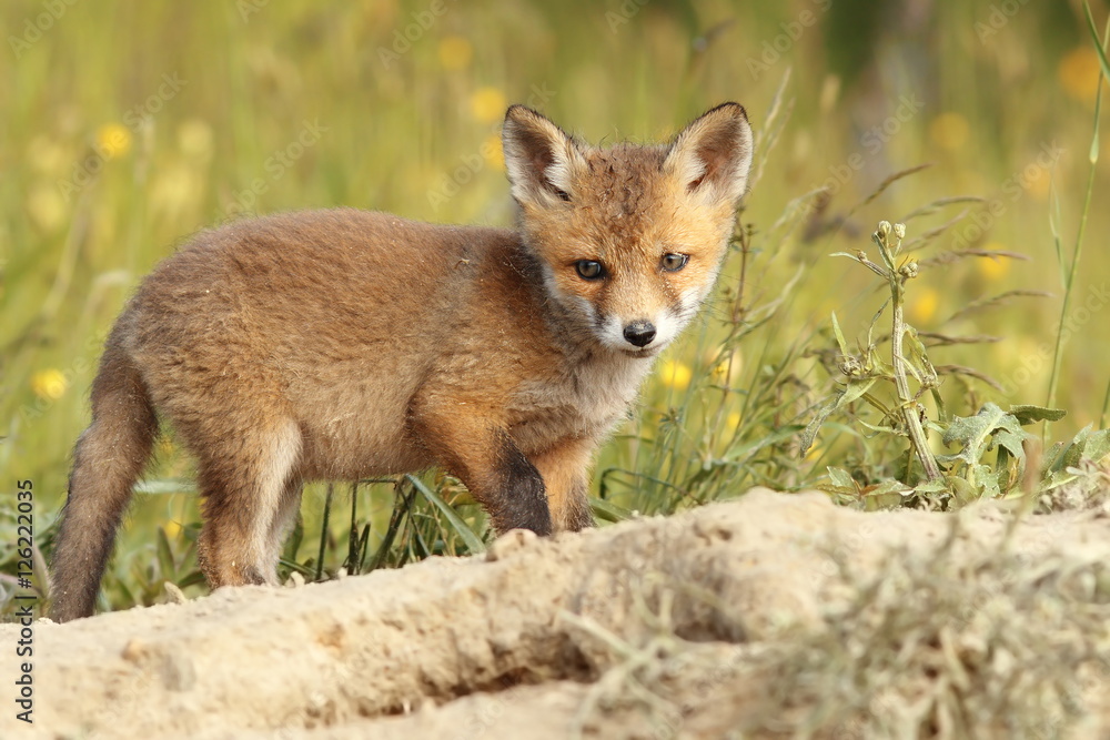 young common european fox young common european fox