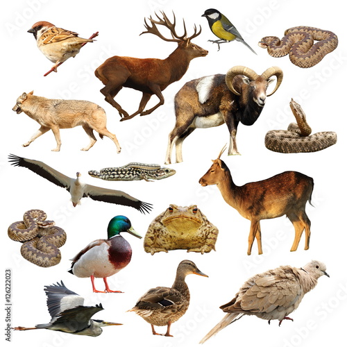 wildlife collection over white