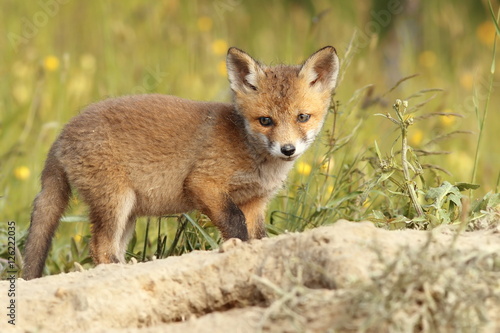 young common european fox © taviphoto