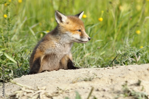 young red fox closeup © taviphoto