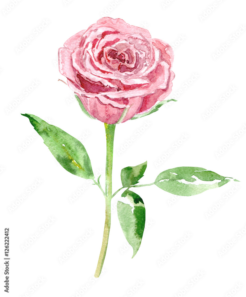 Fototapeta premium cute pink rose on white background. watercolor painting