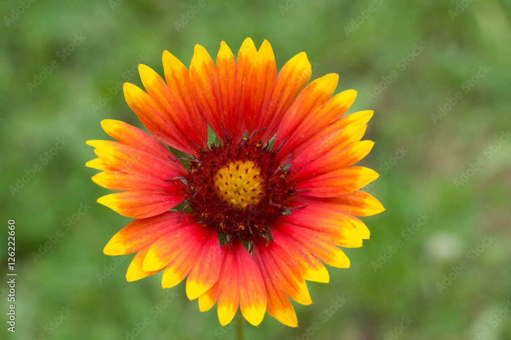 Closeup of an multicolored flower Gaillardia pulchella Closeup of an multicolored flower Gaillardia pulchella