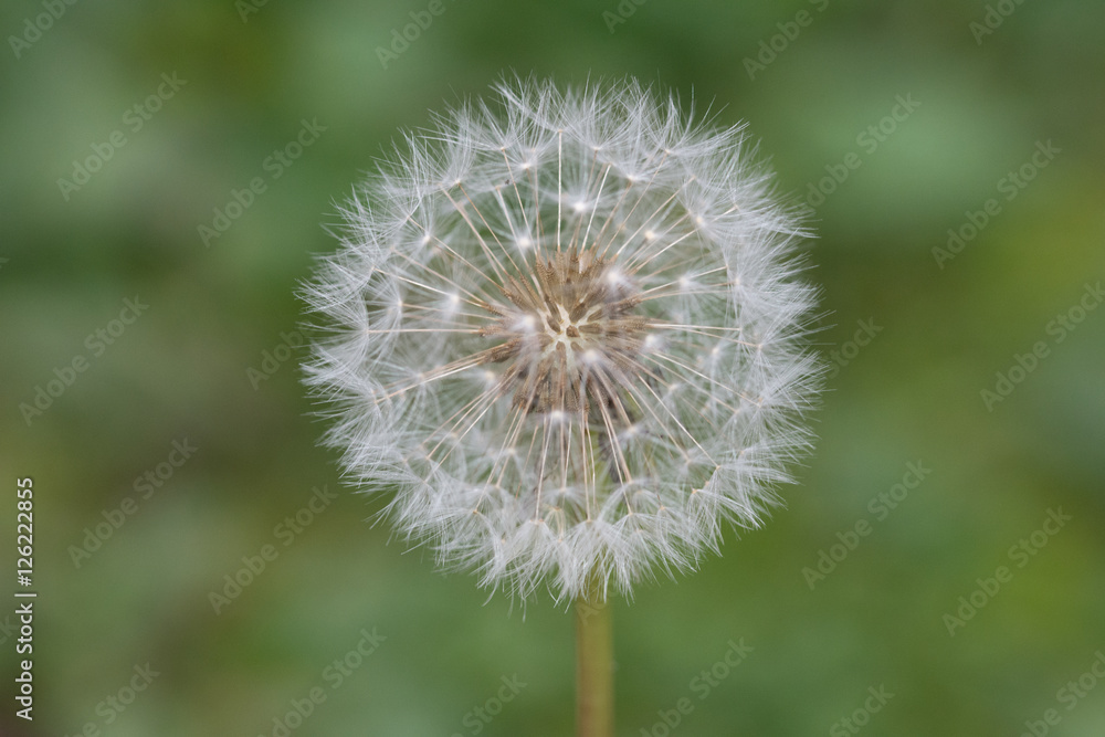 Closeup of a dandelion seeds