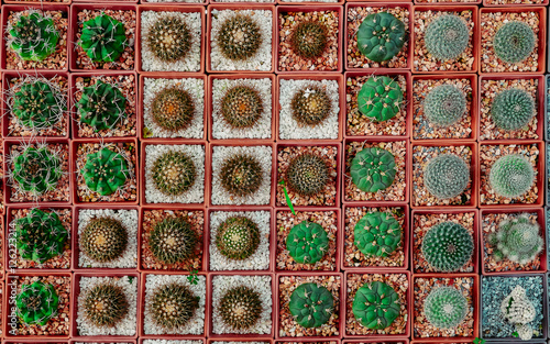 Top view of small cactus in a row, Used for background