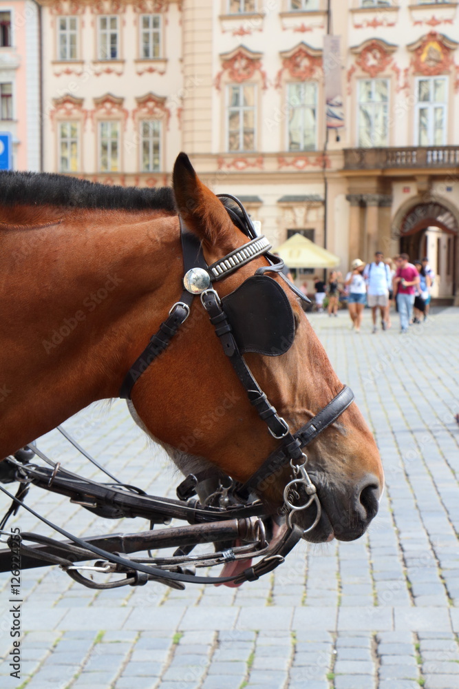 Obraz premium Tête de cheval attelé