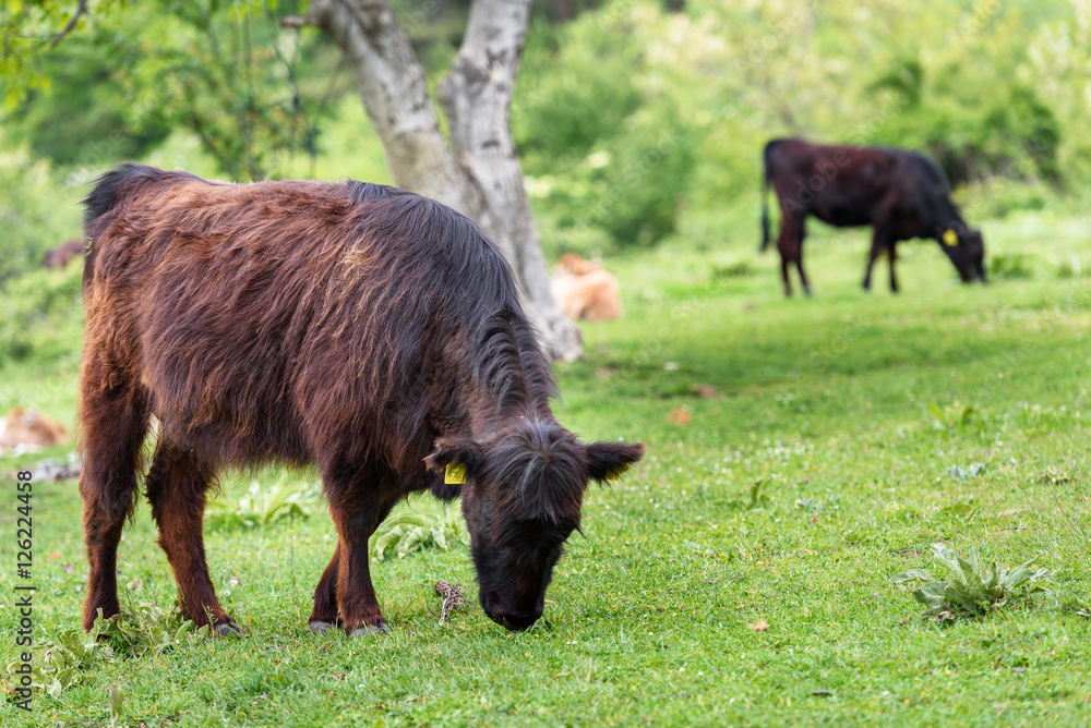Beef cattle calves in a new spring green field Beef cattle calves in a new spring green field