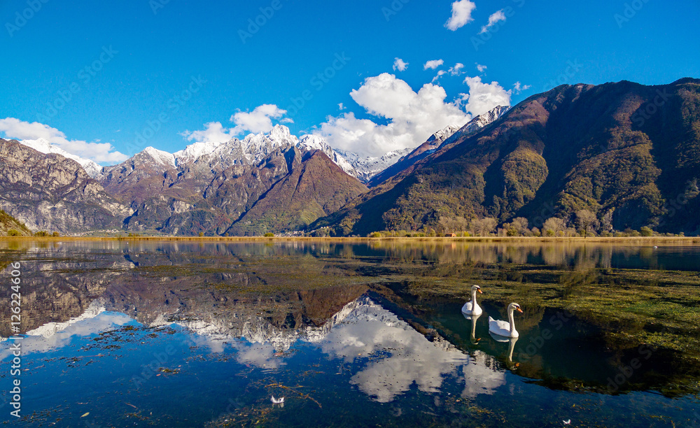 Riserva Naturale di Pian di Spagna - Lago di Novate Mezzola - Valchiavenna (IT) - Cigni