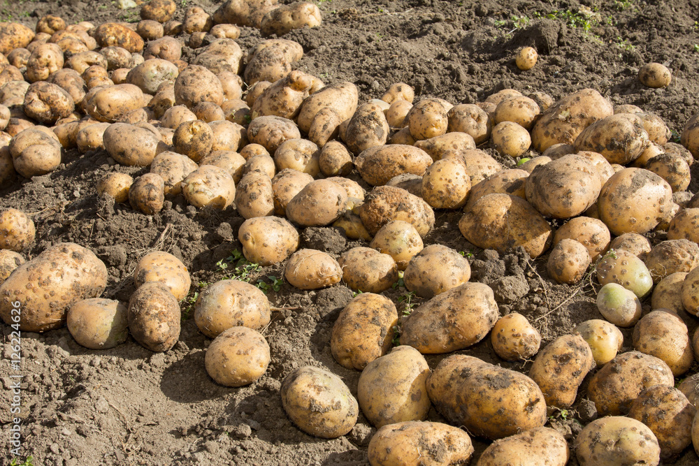 Женщина копает картофель. Очень хороший урожай картофеля. The woman digs potatoes. Very good harvest of potatoes.
Женщина копает картофель. Очень хороший урожай картофеля. The woman digs potatoes. Very good harvest of potatoes.
