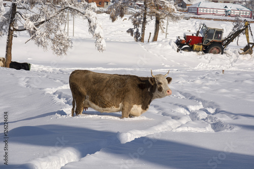 Cow under snow looking for grass. Winter rural scene.