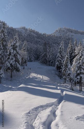 Snow covered larch and fir trees in the highlands. The snow spar