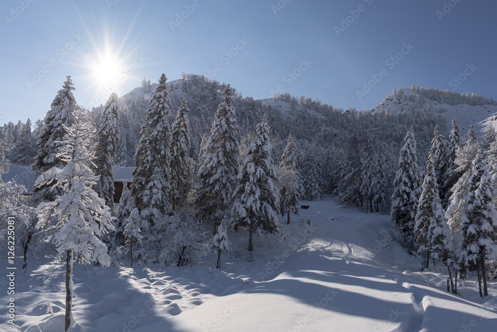 Snow covered larch and fir trees in the highlands. The snow spar