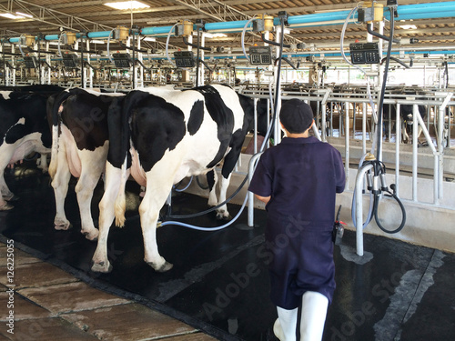 A Milkmaid is working to milk dairy cows in the farm.