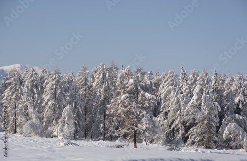 Wallpaper Mural Snow covered larch and fir trees in the highlands. The snow spar Torontodigital.ca
