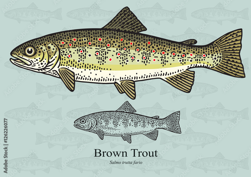 Fototapeta premium Brown Trout. Vector illustration for artwork in small sizes. Suitable for graphic and packaging design, educational examples, web, etc.