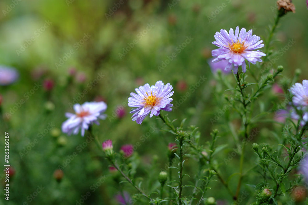 Some violet flowers on the background of green in early autumn. Some violet flowers on the background of green in early autumn.