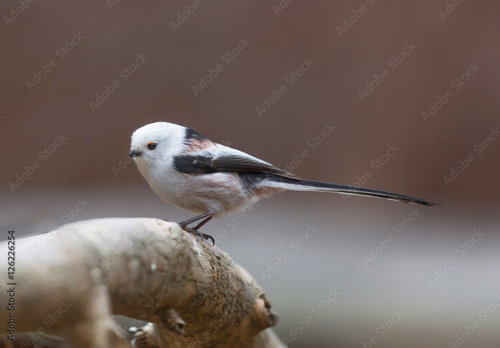 Fototapeta premium Long tailed tit (Aegithalos caudatus).