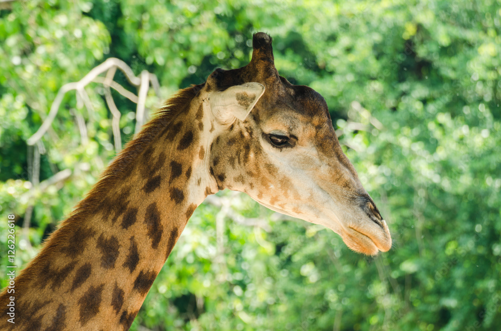 giraffe portrait, in the zoo giraffe portrait, in the zoo