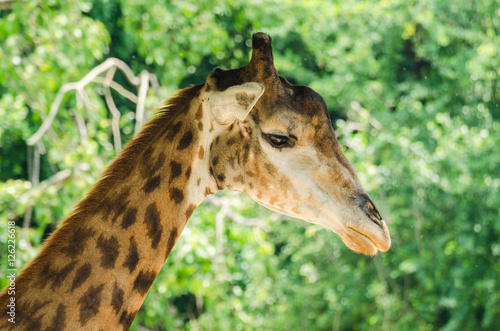 giraffe portrait  in the zoo