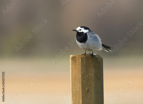 White wagtail (Motacilla alba) sitting on a pole.