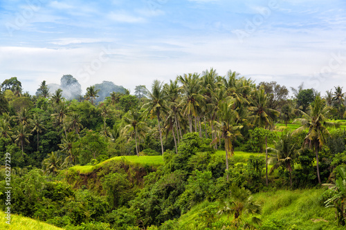 tropical jungle on the island of Bali, Indonesia
