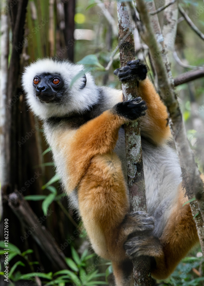 Fototapeta premium Sifaka in a tree