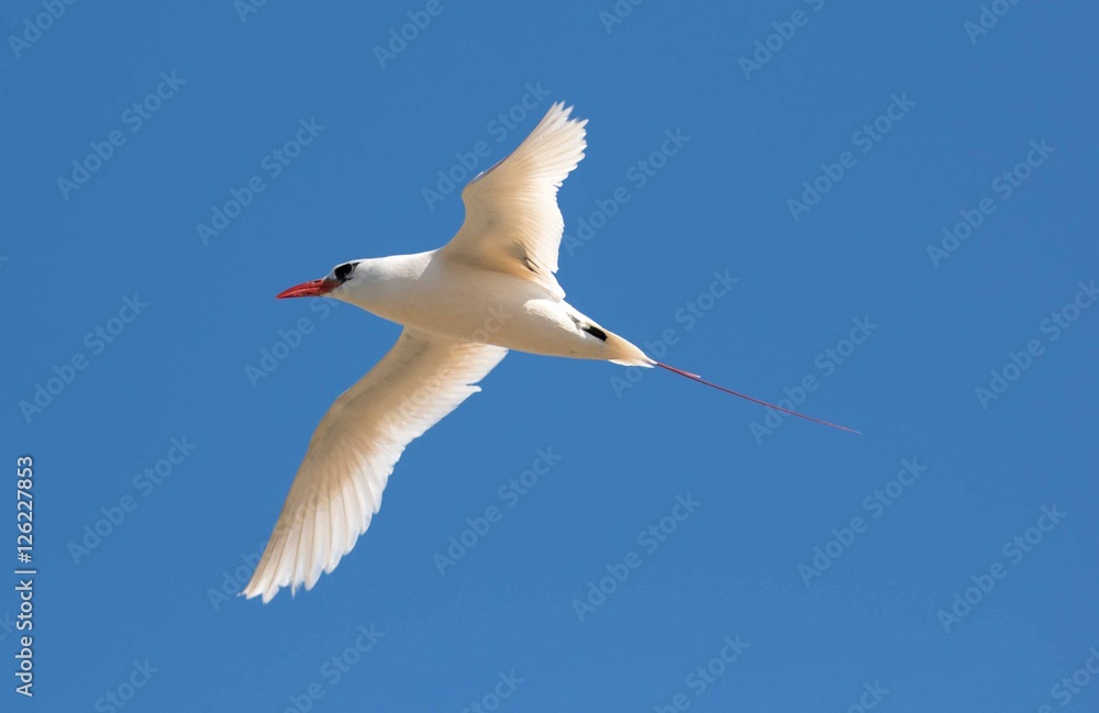 Fototapeta premium Red tailed tropic bird