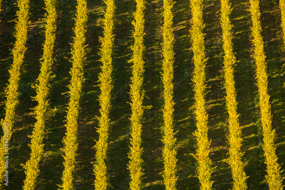 vineyards in autumn vineyards in autumn
