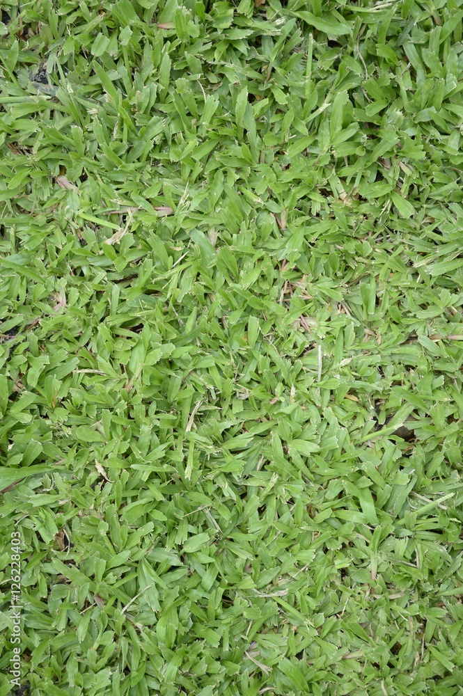 fresh green grass in nature garden fresh green grass in nature garden