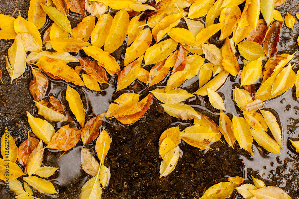 Fallen leaves of trees Fallen leaves of trees