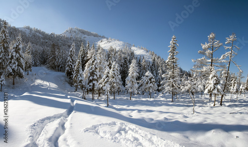Snow covered larch and fir trees in the highlands. 