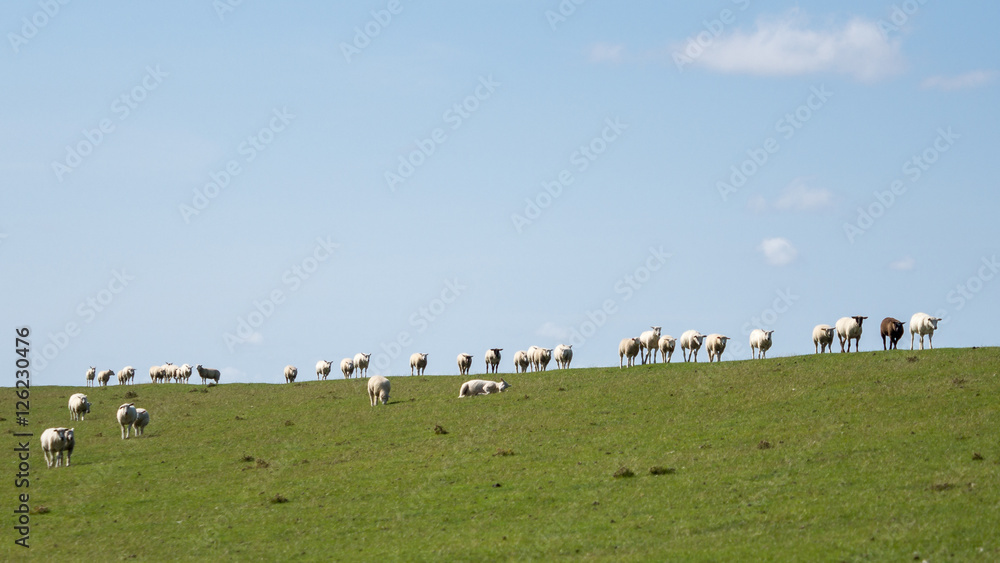 Obraz premium Sheep