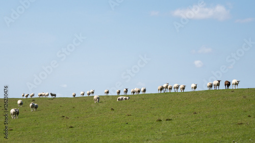 Sheep © GM Photography