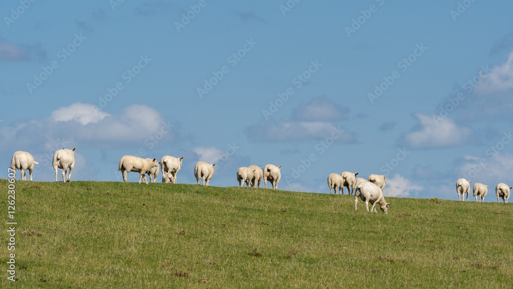 Fototapeta premium Sheep