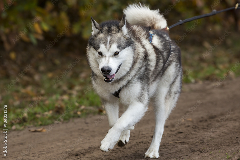 Husky in een sledehondenwedstrijd.