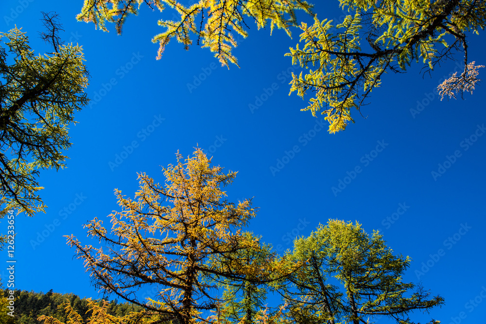 Fototapeta premium Autumn tree in china