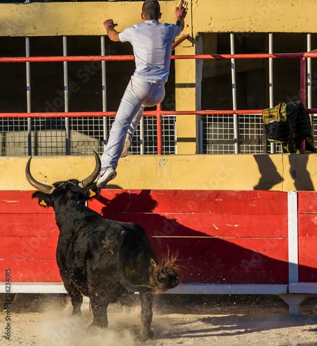 Course camarguaise.