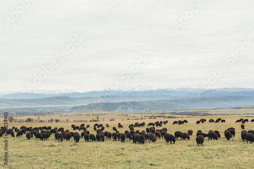 a herd of black sheep grazing in a meadow with mountains in the background