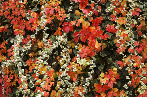 Red Yellow and Green Autumn Ivy Leaves