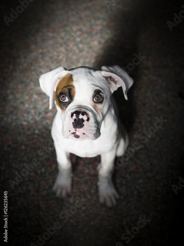 Fototapeta Naklejka Na Ścianę i Meble -  Portrait of a white boxer dog.