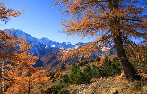 Alpine hiking trail on a colorful autumn day  with yellow larch trees and high mountain peaks  in the background.