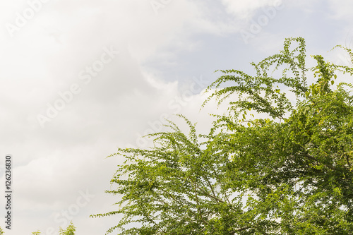 Green bush trees with clear sky background.