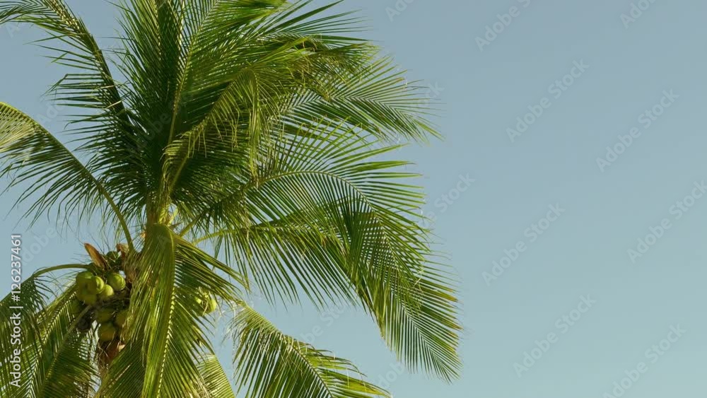 coconut palm under sky, 4k
coconut palm under sky, 4k
