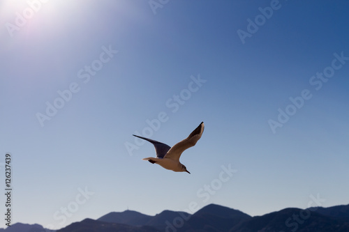 Seagull soaring © ARC Photography