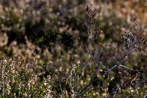 Herbsticher Morgentau in der Moor und Filz Landschaft Kendlmühlfilz photo