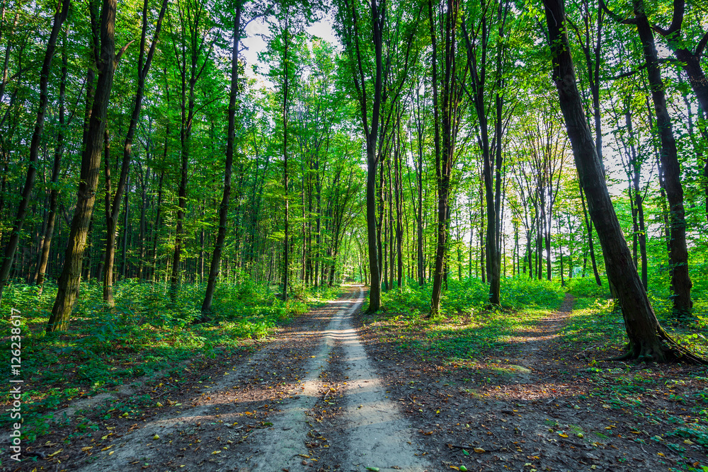 Fototapeta premium beautiful green forest