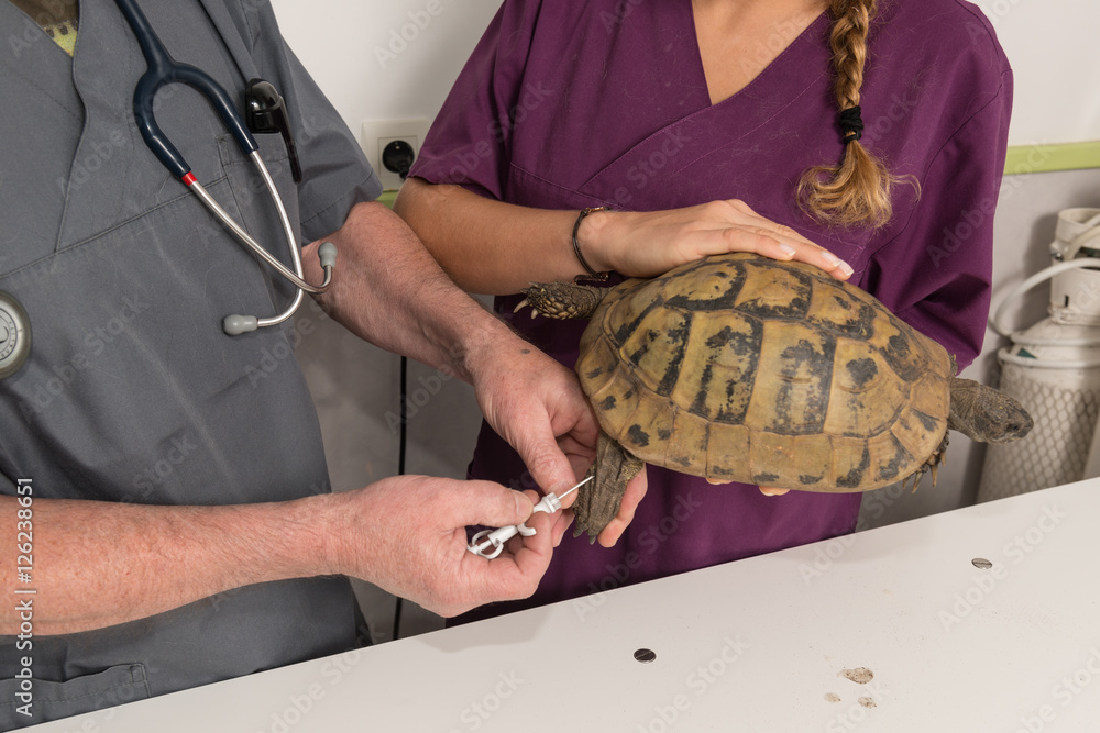 Fototapeta premium soins vétérinaire à une tortue.