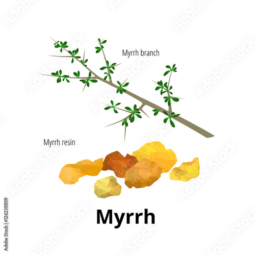 Valokuva Isolated myrrh branch with leaves and resin. Vector illustration